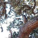 Santa Cruz Del Norte Backcountry (npsrecgovdata)