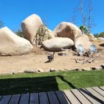 RedTail Rock at Splitrock Farm