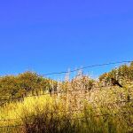 Leo Carillo Campground