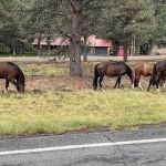 Elk Run RV Park and Cabins