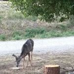 RV Resort of Ruidoso