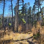 Enchanted Forest Cross Country Ski Area