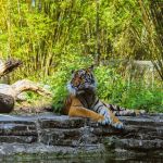 Jacksonville Zoo and Gardens