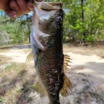 Mossy Oak Campground