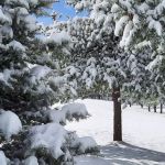 Bonnie & Clyde's Cool Pines RV Park