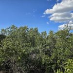 Ocala National Forest RV Park on Sunrise Lake