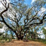 Lake Griffin State Park