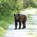 Bear Island Campground