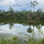 Bear Island Big Cypress national preserve