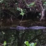 Pinecrest Group Campground, Big Cypress National Preserve
