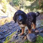 Cedar Grove Campgrounds