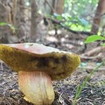 Rainy Lake Campground