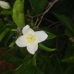 Threehorn Campground