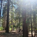 Lower Bridge Campground