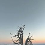 Thielsen Forest Camp