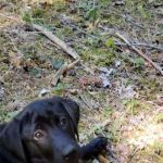 Fourbit Ford Campground