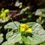 Nickel Creek Campsite