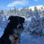 Laughing Alpaca Campground + RV Park