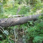 Gold Rush Campground