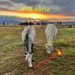 Wild Horse Hot Springs