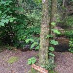 Chattooga River Lodge and Campground