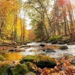 Martin Stream Campground