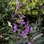 Bolan Lake Campground