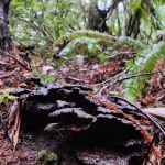 DeMartin Backcountry Camp