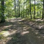 Green Ridge State Forest Campsite #8