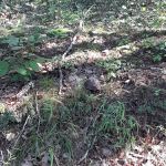 Green Ridge State Forest Camp Site #6