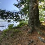 Tioga Point Campground - Lean-To - Site #7