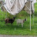 White Birch Campground