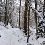 Willard Brook State Forest Campground