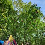 CreekView Campsites