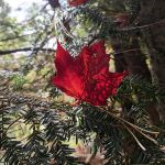 High Lake Campsite, Limberlost Forest