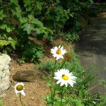 Appalachian Campground