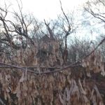 Kutztown Campground New Dutch