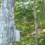 Shawme-Crowell State Forest