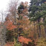 Camp Kelly Campground