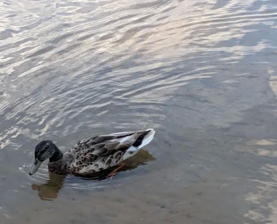 Pine Lake Park