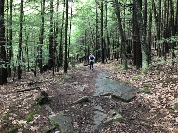 Bear Slide 8