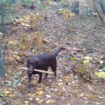 Downeast Wilderness Experience