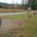 Seboomook Wilderness Campground