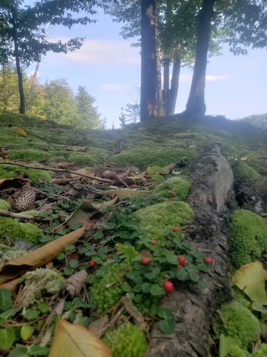 Soft Maple Campground 8