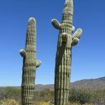 Rincon Mountain Visitor Center