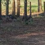 Ridge Manor Campground