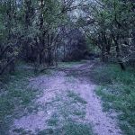 Lost Woods Campground