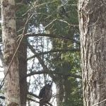 Kinyon's Canyon Campsites