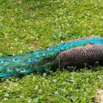 Little Lake Campground