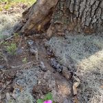 Dream Lake Farm Camp